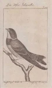 Kum Kırlangıcı (Riparia Riparia, Hirundo Riparia) (Sayfa 176)