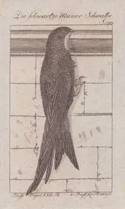 Ebabil (Kara Sağan Kuşu, Dağ Kırlangıcı-Apus Apus, Hirundo Apus) (Sayfa 193)