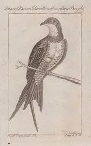 Ak Karınlı Ebabil (Apus Melba, Hirundo Melba) (Sayfa 218)