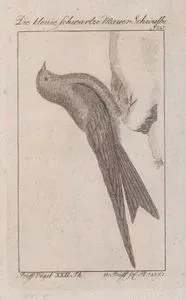 Karaca Ebabil (Kuzey Amerika Siyah Sağanı-Cypseloides Niger, Hirundo Nigra) (Sayfa 227)
