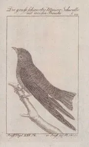 Karayip Kırlangıcı (Progne Dominicensis, Hirundo Dominicensis) (Sayfa 229)