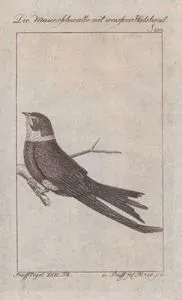 Ak Boyunlu Ebabil (Yakalı Karasağan, Beyaz Yakalı Kivi-Streptoprocne Zonaris, Hirundo Cayanensis) (Sayfa 233)