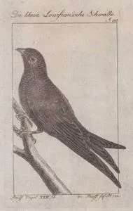 Mavi Louisiana Kırlangıcı (Hirundo Violacea) (Sayfa 238)