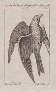 Mavi Louisiana Kırlangıcı (Sayfa 240)