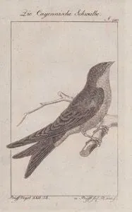 Gri Göğüslü Kırlangıç (Progne Chalybea) (Sayfa 240)
