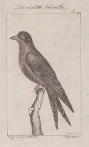Büyük Mor Kırlangıç (Progne Subis, Hirundo Purpures) (Sayfa 243)