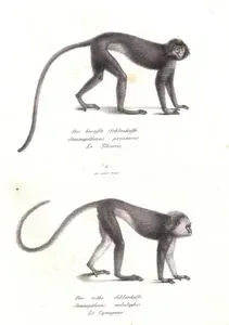 Gümüş Yaprak Maymunu (Trachypithecus Cristatus)-Sumatran Surili veya Kara Tepeli Sumatra Languru ( Presbytis Melalophos )