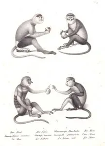 1.Douc (Kızıl) Langur (Pygathrix Nemaeus Linnaeus) 2. Proboscis Maymunu, Kahau (Semnopithecus Nasica) 3.Küçük Beyaz Burunlu Maymun (Cercopithecus 
Petaurista) 4.Mona Maymunu (Cercopithecus Mona)