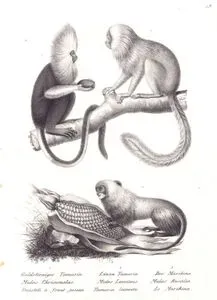 1.Aslan Kafalı Altın Tamarin (Leontopithecus Chrysomelas) 2.Eyer Sırtlı(Yeleli) Tamarin (Saguinus Fuscus) 3.Altın Aslan Maymunu (Tamarin) (Leontopithecus Rosalia)