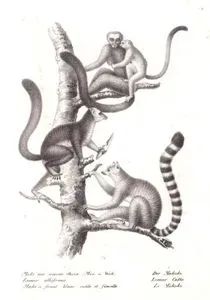 1.Beyaz Başlı Lemur (Dişi ve Erkek) (Eulemur Albifrons) 2.Halka Kuyruklu Temur (Lemur Catta)