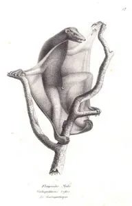 Sunda Uçan Lemuru (Malaya Kolugosu-Galeopterus Variegatus)