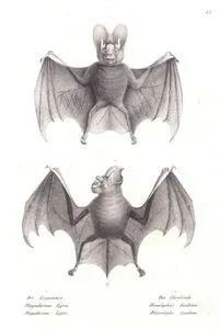 1.Büyük Sahte Vampir Yarasa (Megaderma Lyra) 2.Diadem Yaprak Burunlu Yarasa (Hipposideros Diadema)