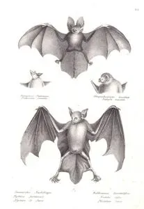 1.Javan Yarık Yüzlü Yarasa (Nycteris Javanica) 2.Büyük Bulldog Yarasası (Noctilio Leporinus)-Proboscis Yarasasının Başı (Rhynchonycteris Naso)-Kıllı Bacaklı Vampir Yarasasının Başı (Diphylla Ecaudata)