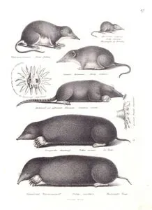 Su Sivri Faresi (Neomys Fodiens), Etrüks Cüce Sivri Fare (Suncus Etruscus), Sivri Fare (Sorex Araneus), Yıldız Burunlu Köstebek (Condylura Cristata), Avrupa Köstebeği (Talpa Europaea), Doğu Köstebeği (Scalopus Aquaticus)
