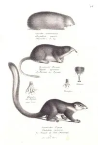 Cape Altın Köstebeği (Chrysochloris Asiatica), Pirene Desman Köstebeği (Galemys Pyrenaicus), Treeshrew (Sivri Sincapçık)