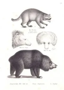 Rakun (Procyon Lotor), Tembel Ayı (Melursus Ursinus), Yaşlı ve Genç Ayıların Başları