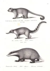 Kinkajou (Potos Flavus), Güney Amerika Koati (Halka Kuyruklu Koati, Nasua Nasua), Porsuk (Meles Meles)
