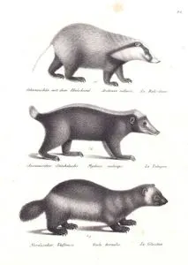 Domuz Burunlu Porsuk (Arctonyx Collaris), Endonezya Kokan Porsuğu (Cava Kokan Porsuğu, Mydaus Javanensis), Kutup Porsuğu (Ayı Porsuğu,Volverin, Gulo Gulo)