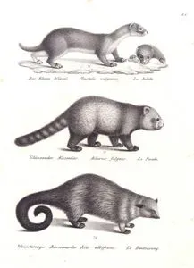 Gelincik (Mustela Nivalis), Kızıl Panda (Küçük Panda, Ailurus Fulgens), Binturong (Ayı Kedisi, Arctictis Binturong)
