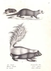 1.Şeritli Kokarca (Çizgili Kokarca, Mephitis Mephitis) 2.Su Samuru (Avrasya Su Samuru, Lutra Lutra)