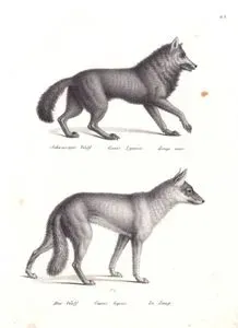 Doğu Kanada Kurdu (Canis Lupus Lycaon), Gri Kurt (Avrasya Kurdu, Canis Lupus Lupus)