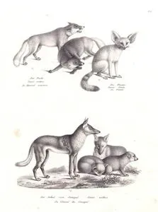 Kızıl Tilki (Vulpes Vulpes), Çöl Tilkisi (Vulpes Zerda), Afrika Altın Kurt (Canis Anthus)
