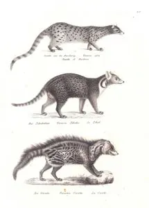 Genet (Genetta Genetta), Büyük Hint Misk Kedisi (Asya Misk Kedisi, Viverra Zibetha), Afrika Misk Kedisi (Civettictis Civetta)