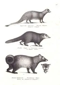 Firavun Faresi (Kuyruksüren, Herpestes İchneumon), Kusimanse (Crossarchus Obscurus), Palmiye Misk Kedisi (Paradoxurus Hermaphroditus)