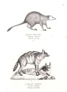 Mirket (Suricata Suricata), Böcekçil Sırtlan (Yer Kurdu, Proteles Cristatus)