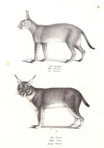 Karakulak (Caracal Caracal), Vaşak (Lynx lynx)