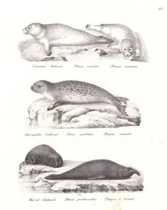 Fok (Liman Foku, Phoca Vitulina), Halkalı Fok (Pusa Hispida), Güney Deniz Fili (Mirounga Leonina)