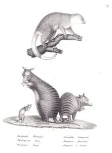 1.Waigeo Kuskusu (Waigeo Benekli Kuskusu, Spilocuscus Papuensis) 2.Tasmalı Tavşan Kangurusu (Bantlı Tavşanımsı Wallabi, Lagostrophus Fasciatus)
