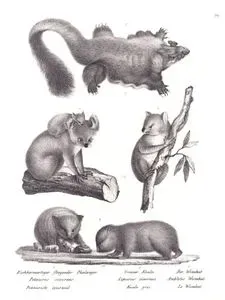 1.Uçan Keseli Sincap (Uçan Avustralya Sincabı, Petaurus Sciureus) 2.Koala (Phascolarctos Cinereus) 3.Vombat (Vombatus Ursinus)