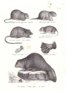 Su Sıçanı (Arvicola Amphibius), Tarla Faresi, Misk Faresi (Ondatra Zibethicus), Bayağı Tarla Sıçanı (Microtus Arvalis), Eski Dünya Kunduzu (Castor Fiber)