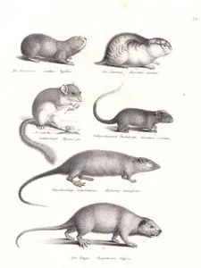 Büyük Kör Fare (Spalax Microphthalmus), Lemming, Yediuyur (Glis Glis), Beyaz Yüzlü Ağaç Faresi (Echimys Chrysurus), Rakali (Su Sıçanı, Avustralya Faresi, Hydromys Chrysogaster), Bataklık Kunduzu (Myopotamus Coypus)