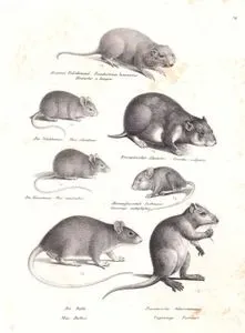 Avurdu-keseli Fare (Geomys Bursarius), Dağ Faresi (Apodemus Sylvaticus),  Avrupa Hamsteri (Cricetus Cricetus), Ev Faresi (Mus Musculus), Dikenli Fare (Spiny Mouse), Çatı Sıçanı (Rattus Rattus), Küba Hutia (Capromys Pilorides)