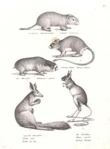Büyük Kamış Sıçanı (Greater Cane Rat, Thryonomys Swinderianus), İri Çöl Sıçanı (Hint Gerbili, Tatera İndica), Blessmoll (Batheyergus Capensis), Afrika Bahar Tavşanı (Pedetes Surdaster), Arap Tavşanı (Jaculus jaculus)