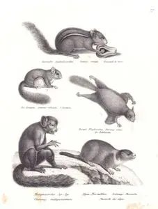 Doğu Sincapı (Çizgili Sincap, Tamias Striatus), Güney Uçan Sincabı (Glaucomys Volans), Sibirya Uçan Sincabı (Pteromys Volans), Aye-aye (Daubentonia Madagascariensis), Alp Marmotu (Dağ Sıçanı, Marmota Marmota)