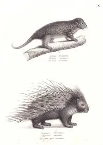 Bahian Tüylü Cüce Kirpi (Coendou insidiosus), Oklu Kirpi (Hystrix Cristata)