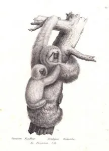 Üç Parmaklı Tembel Hayvan (Bradypus Tridactylus)