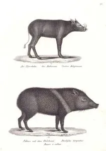 Babirusa (Geyik Domuzu, Babyrousa Babyrussa), Yakalı Pekari (Dicotyles Tajacu)