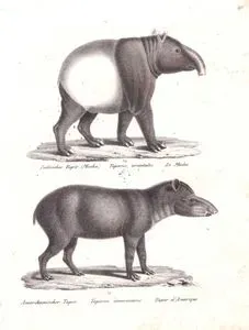 Hint Tapiri (Malaya Tapiri, Tapirus indicus), Güney Amerika Tapiri (Brezilya Tapiri, Ova Tapiri, Tapirus Terrestris)