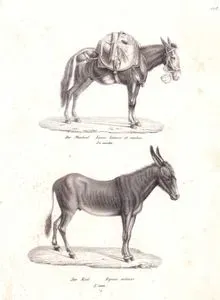 Katır-Eşek (Equus Asinus)