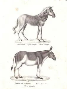 Zebra (Equus Quagga), Asya Yaban Eşeği (Equus Hemionus)