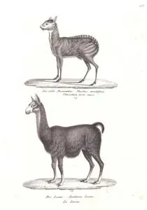 Sibirya Misk Geyiği (Moschus Moschiferus), Lama (Lama Glama)