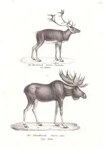 Ren geyiği (Rangifer Tarandus), Kanada Geyiği (Sığın Geyiği, Alces Alces)