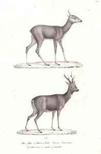 Karaca (1)Erkek (2) Dişi (Capreolus Capreolus)
