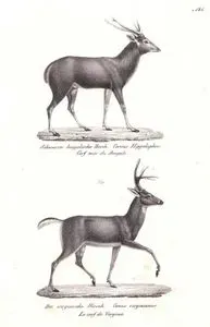 Rusa Geyiği (Sunda Sambar Geyiği, Timor Geyiği, Cervus Timorensis), Ak Kuyruklu Geyik (Odocoileus Virginianus)