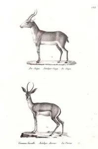Sayga Antilobu (Saiga Tatarica), Dorcas Ceylanı (Gazella Dorcas)