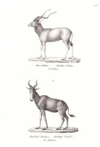 Addax (Beyaz Antilop, Addax Nasomaculatus), Sığır Antilobu (Alcelaphus Buselaphus)